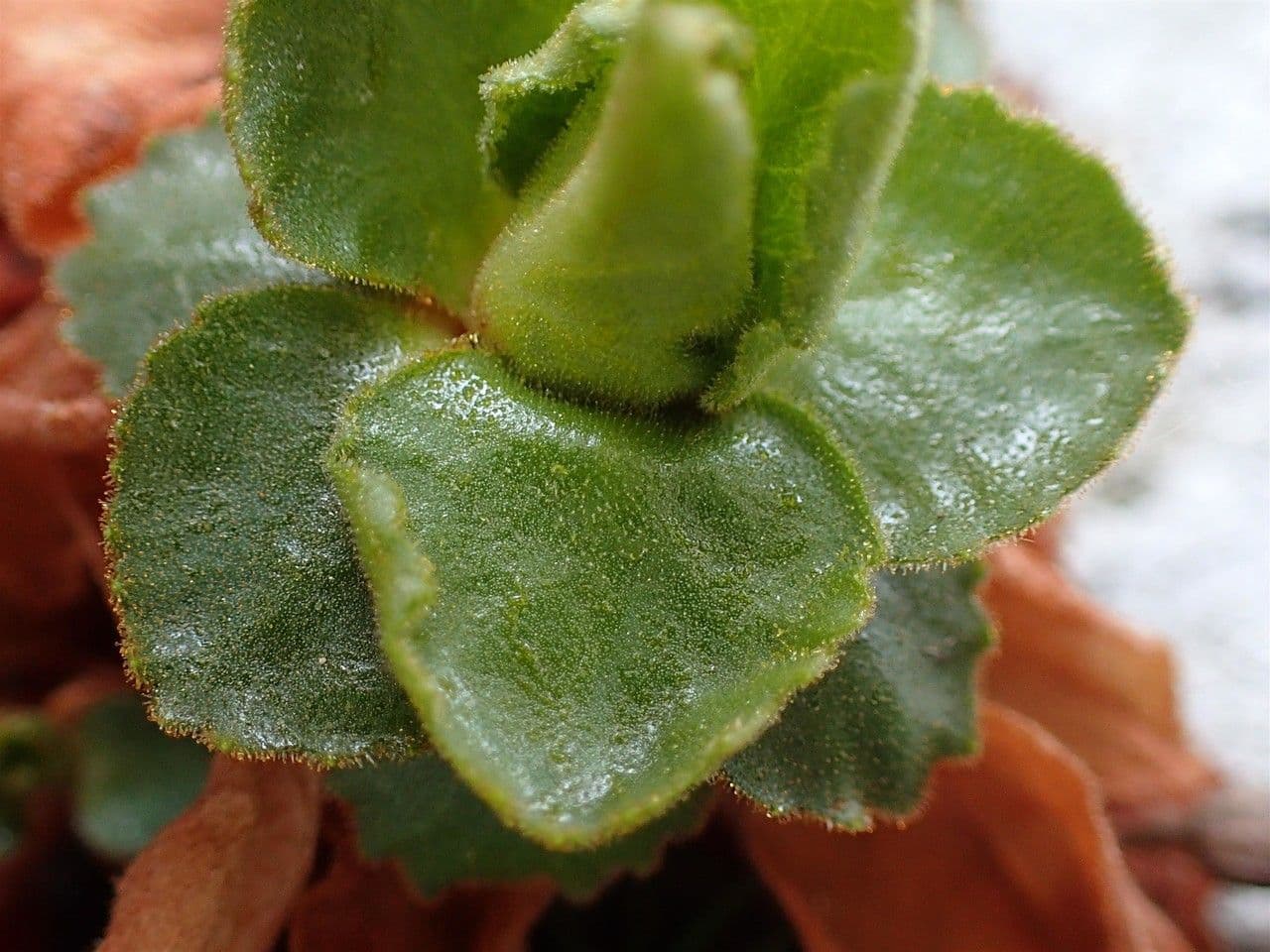 Primula hirsuta 2