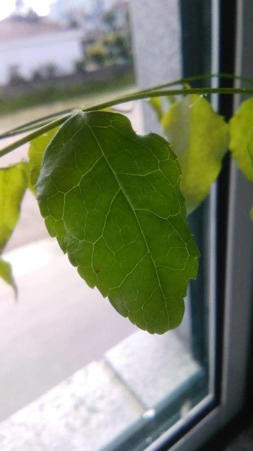 Halleria lucida 17