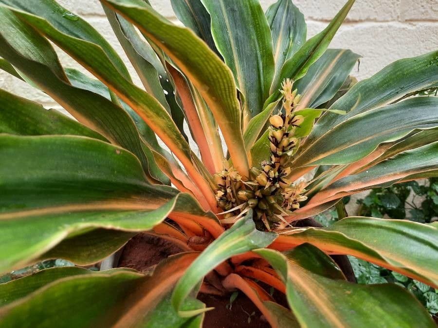 Chlorophytum 6