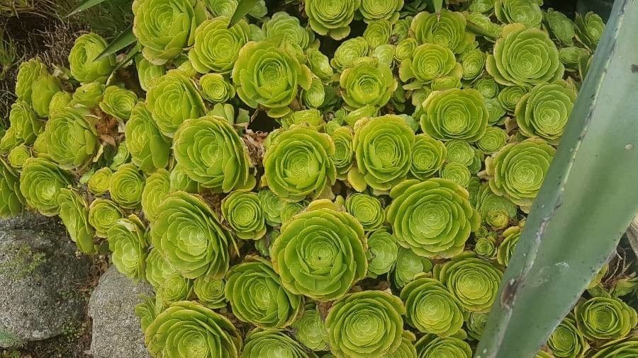 Aeonium aureum 12