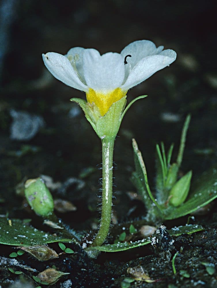 Bacopa 3