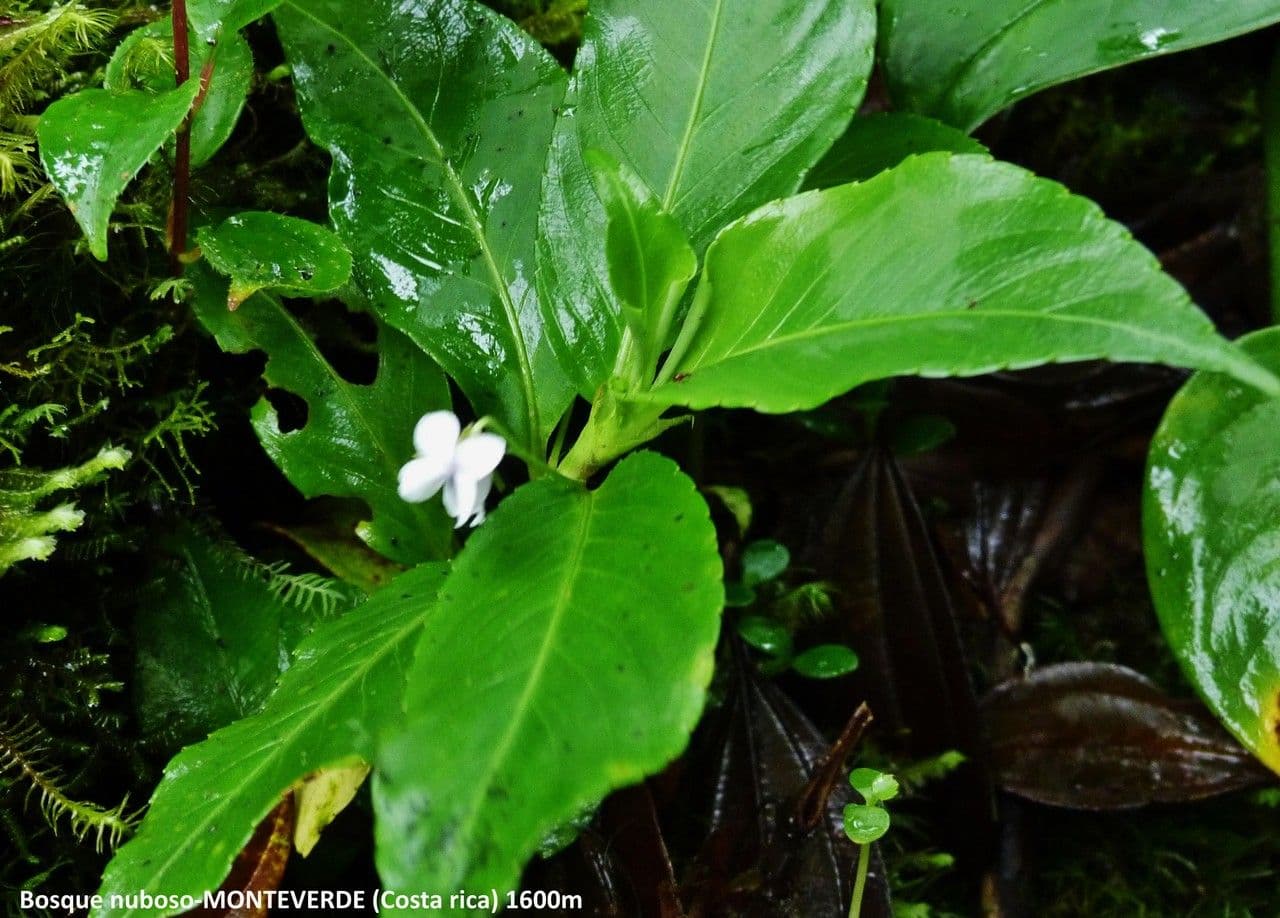 Viola stipularis 8