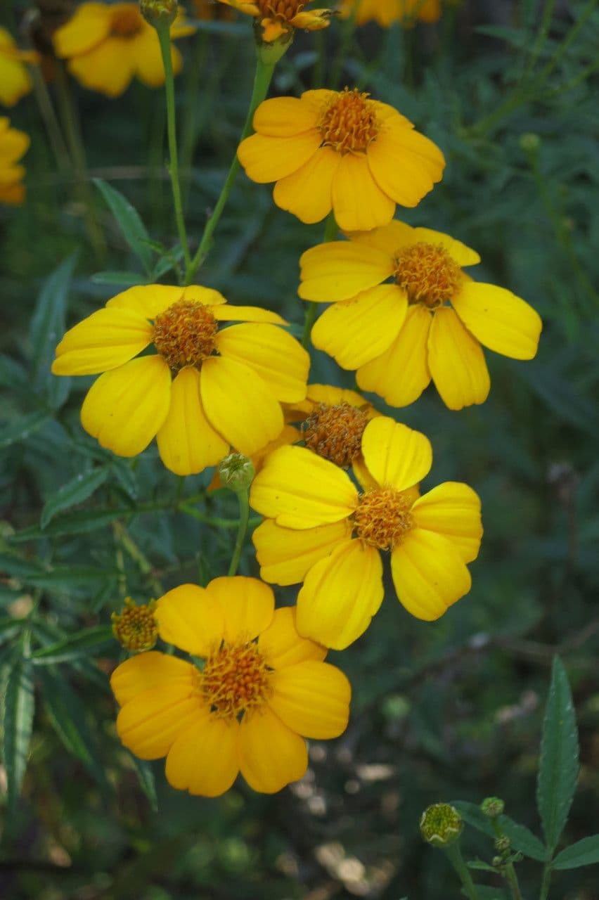 Tagetes 18