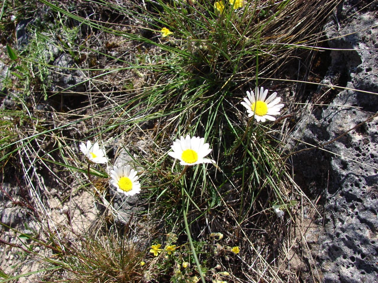 Leucanthemum 9
