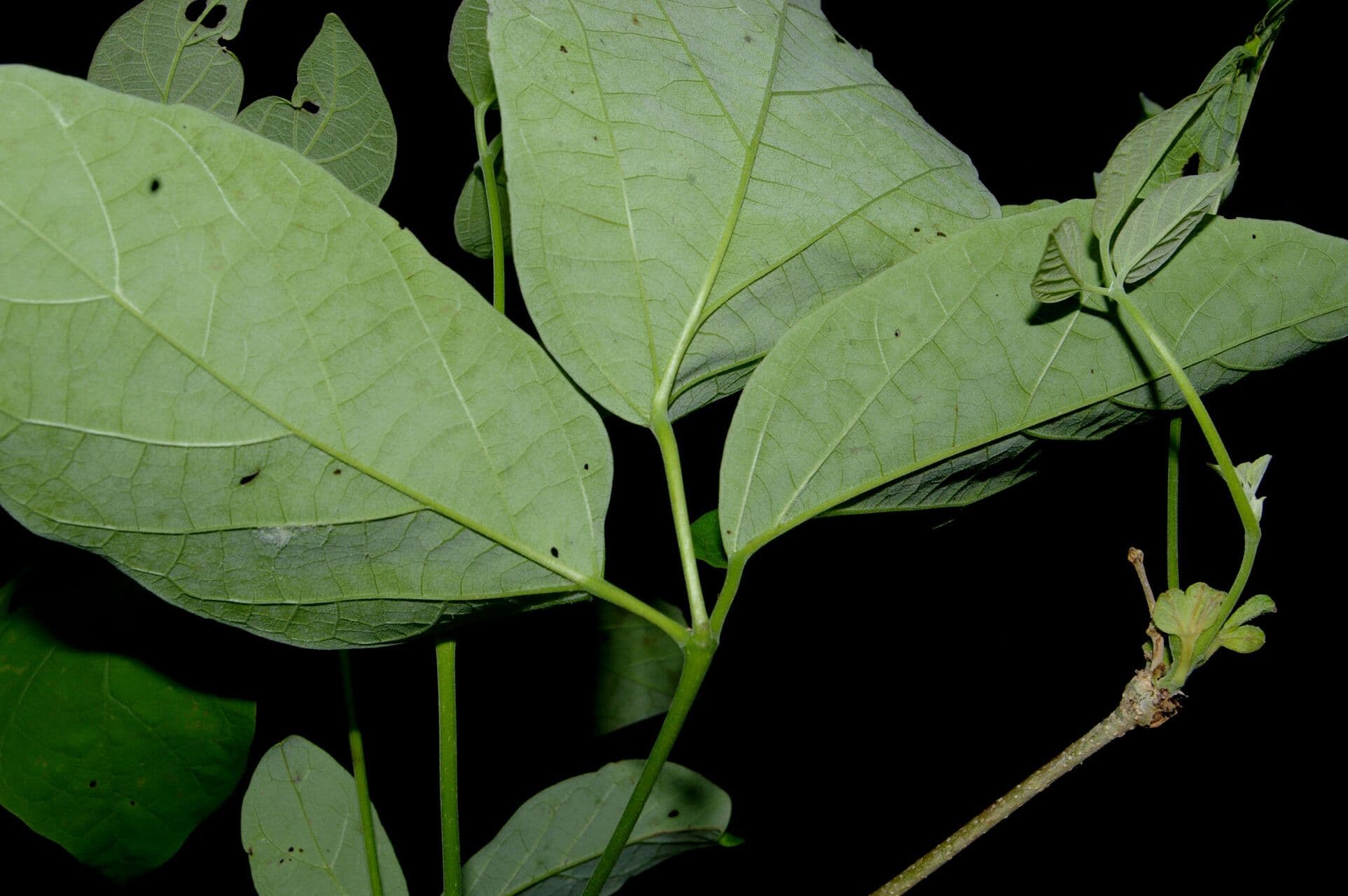Fridericia 2