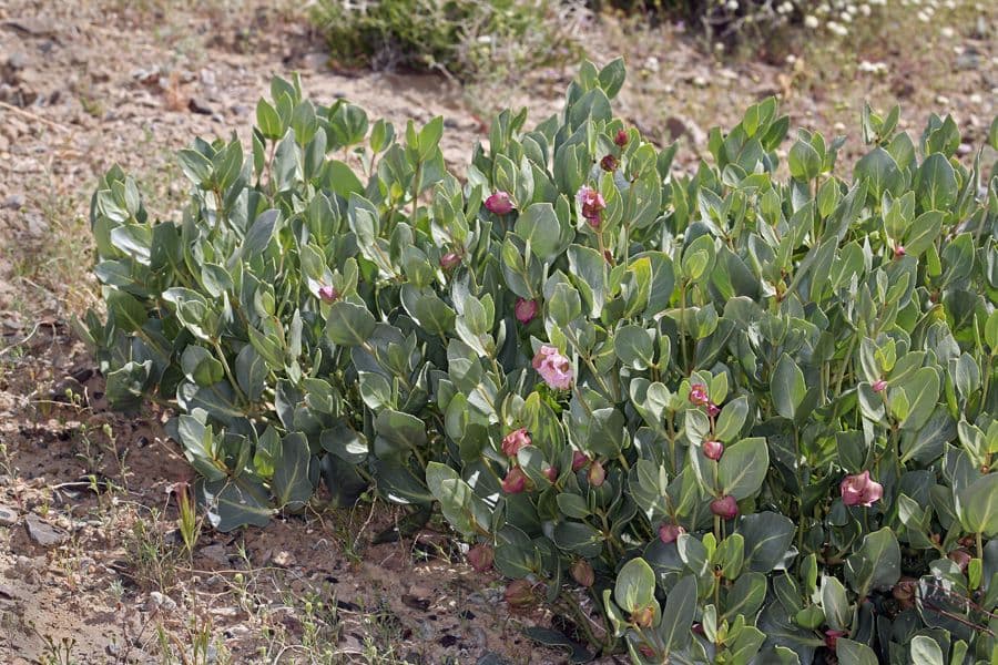 Mirabilis alata 10