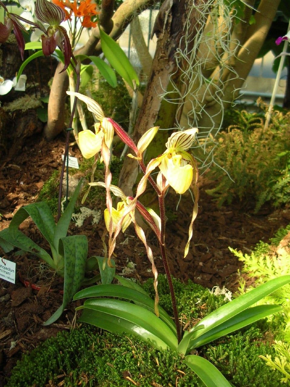 Paphiopedilum 5