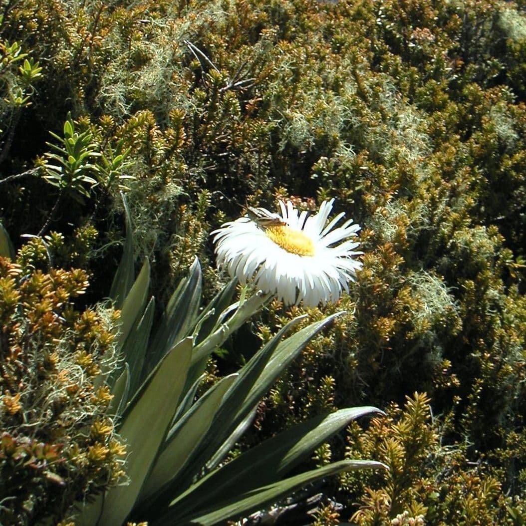 Pianta di cotone argentea