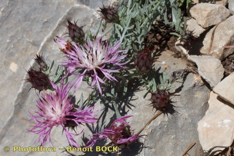 Centaurea resupinata 3