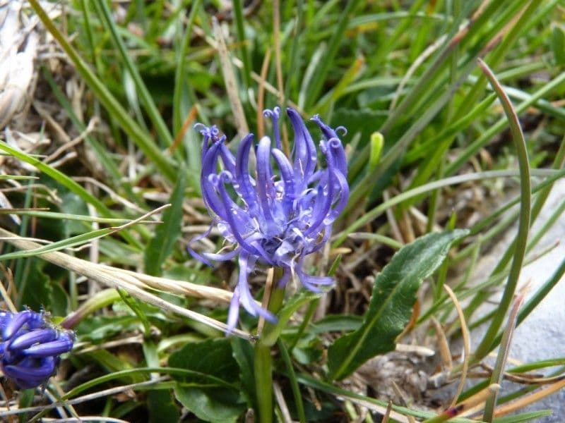 Campanula di Charmel 6