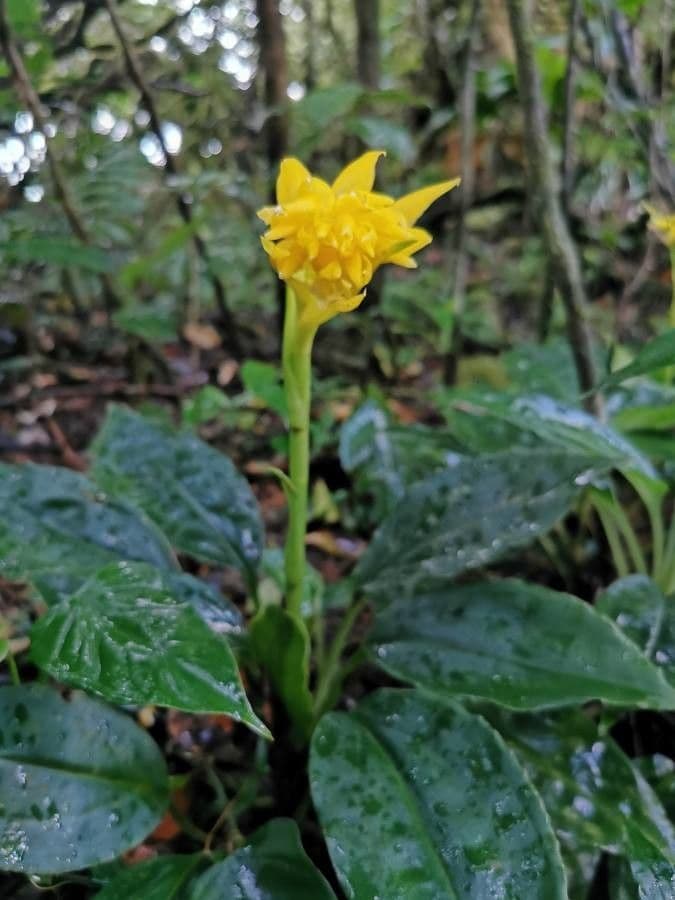Coccineorchis 2