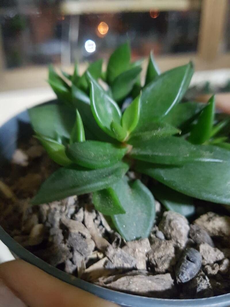 Lenophyllum 4