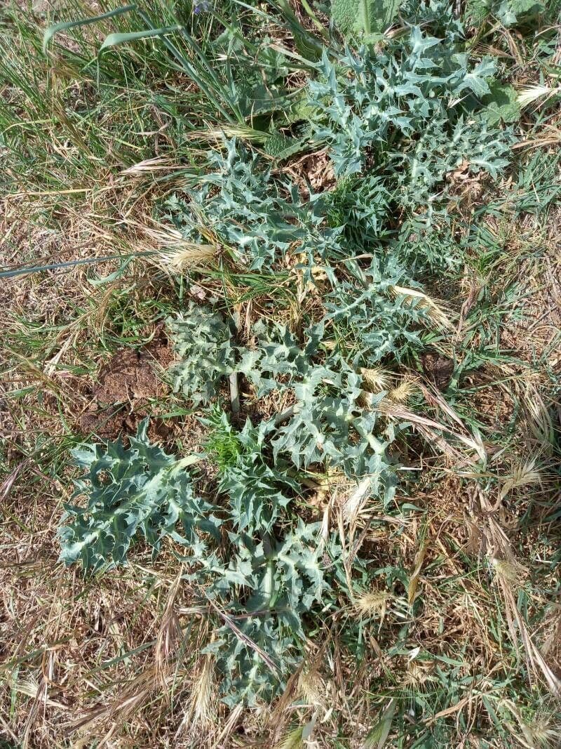 Argemone spinosa 4