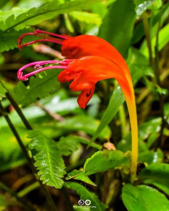 Pianta cesto