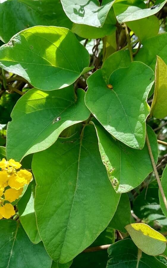 Stigmaphyllon 13