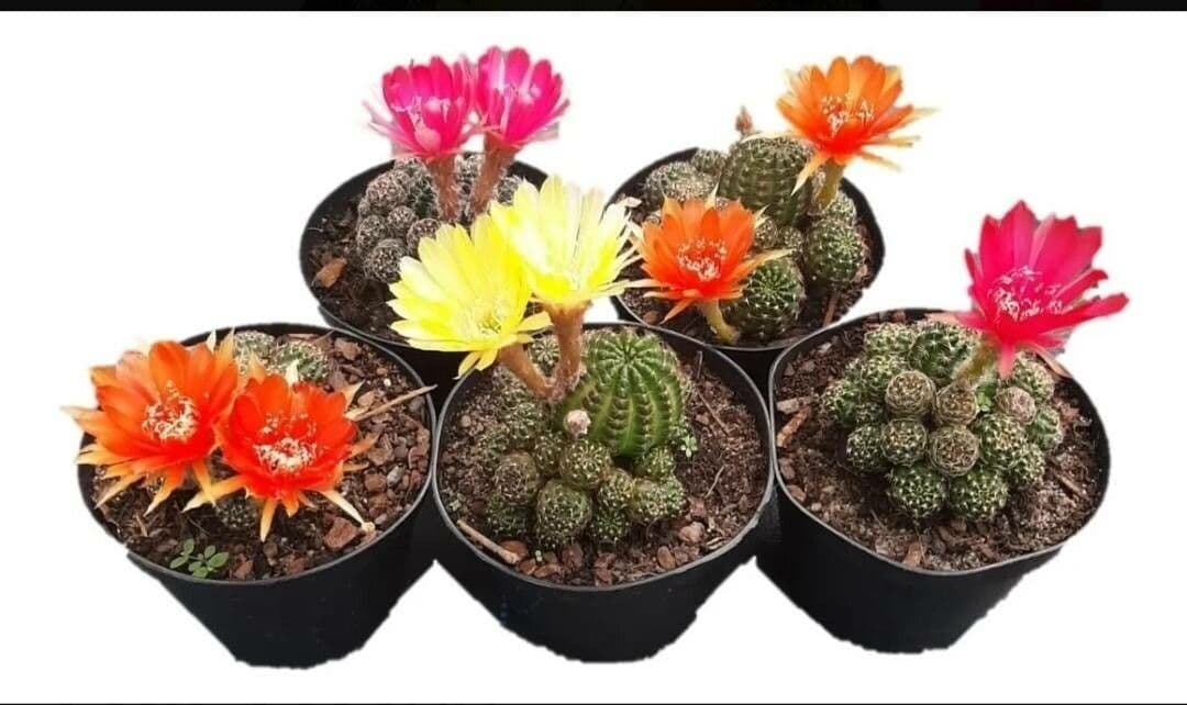 Lobivia arachnacantha 7