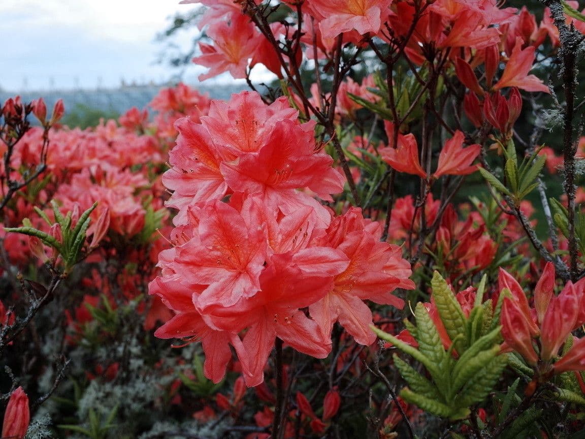 Azalea cinese 5