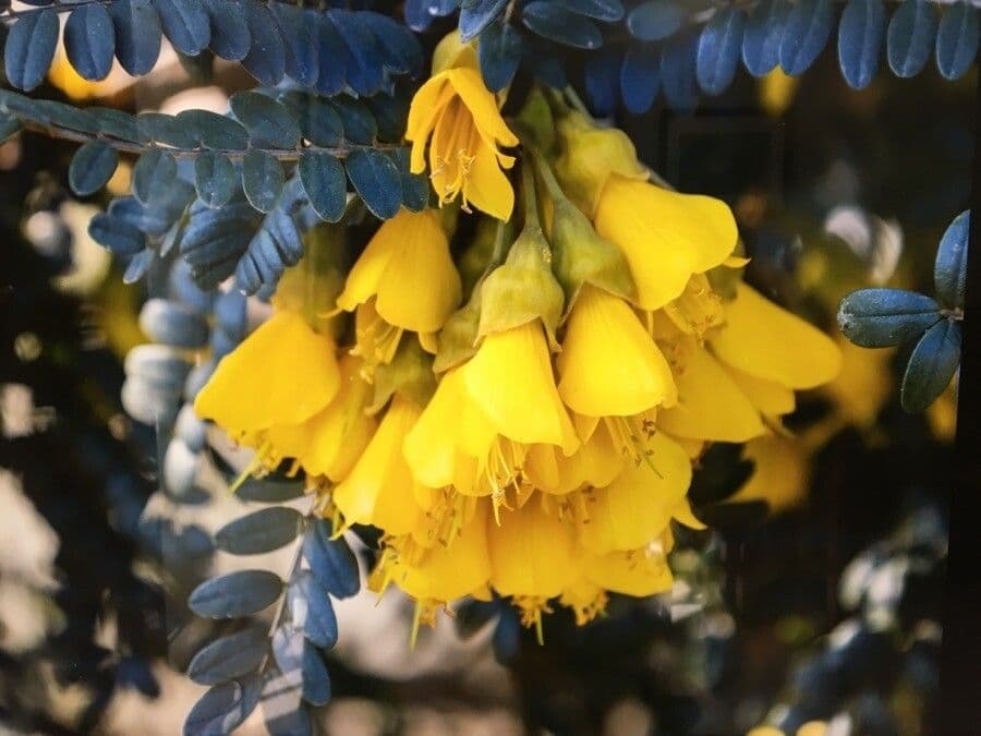 Sophora denudata 8