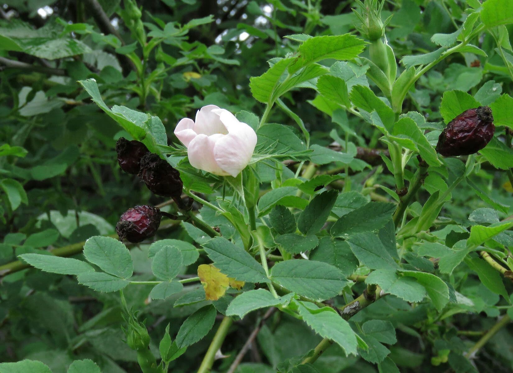 Corymb rose