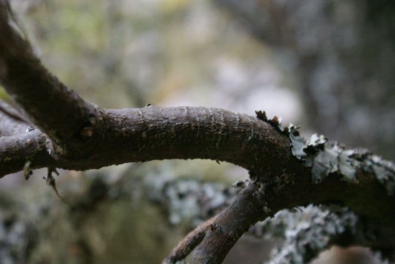 Sophora denudata 24