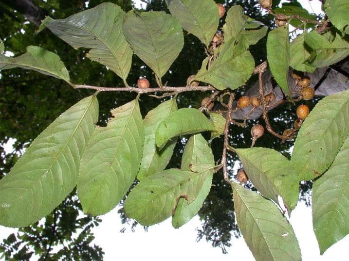 Casearia corymbosa 17