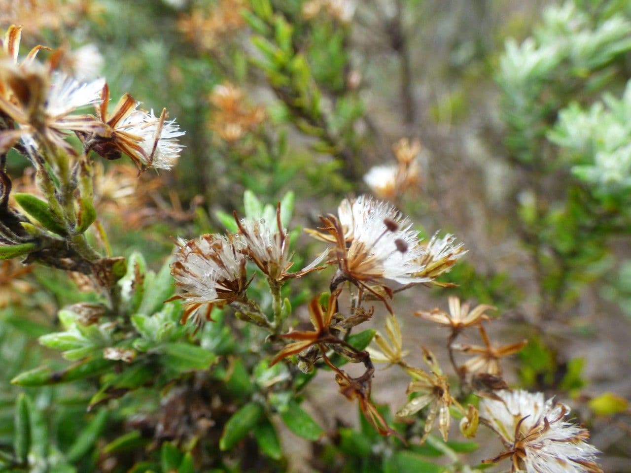 Hubertia 2