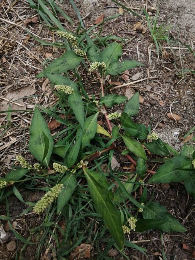 Persicaria de hoja de acedera 27