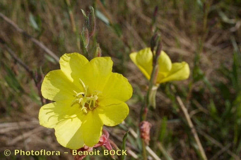 Onagra stricta 28