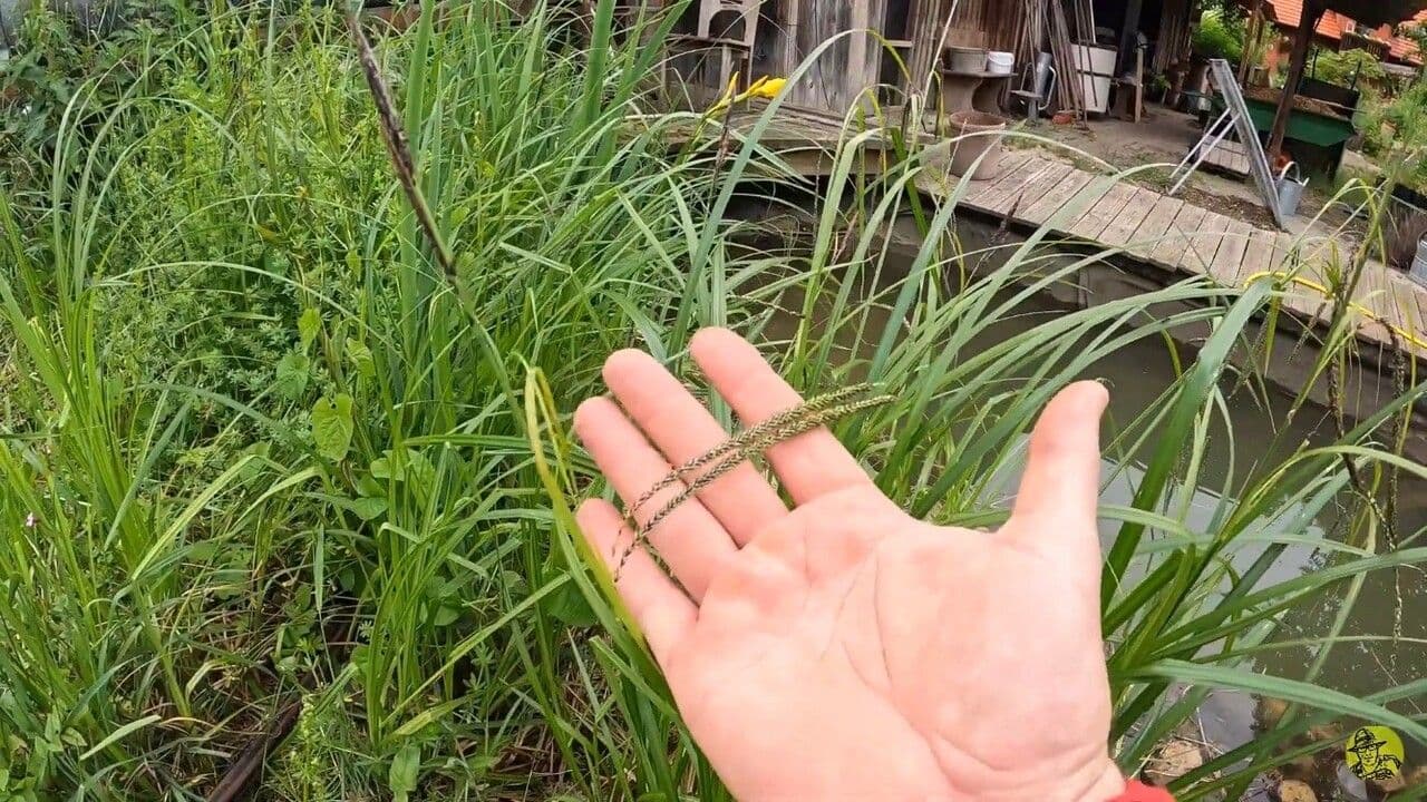 Paspalum scrobiculatum 6