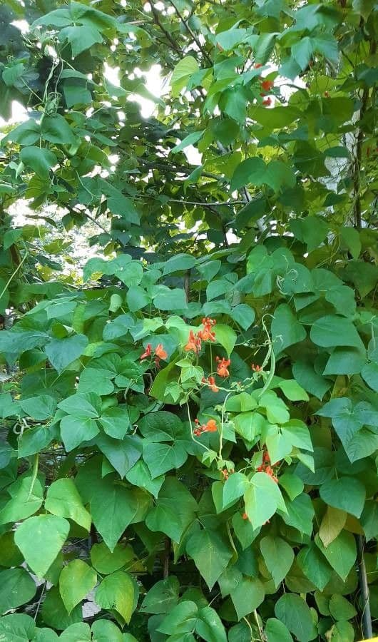 Runner bean 12