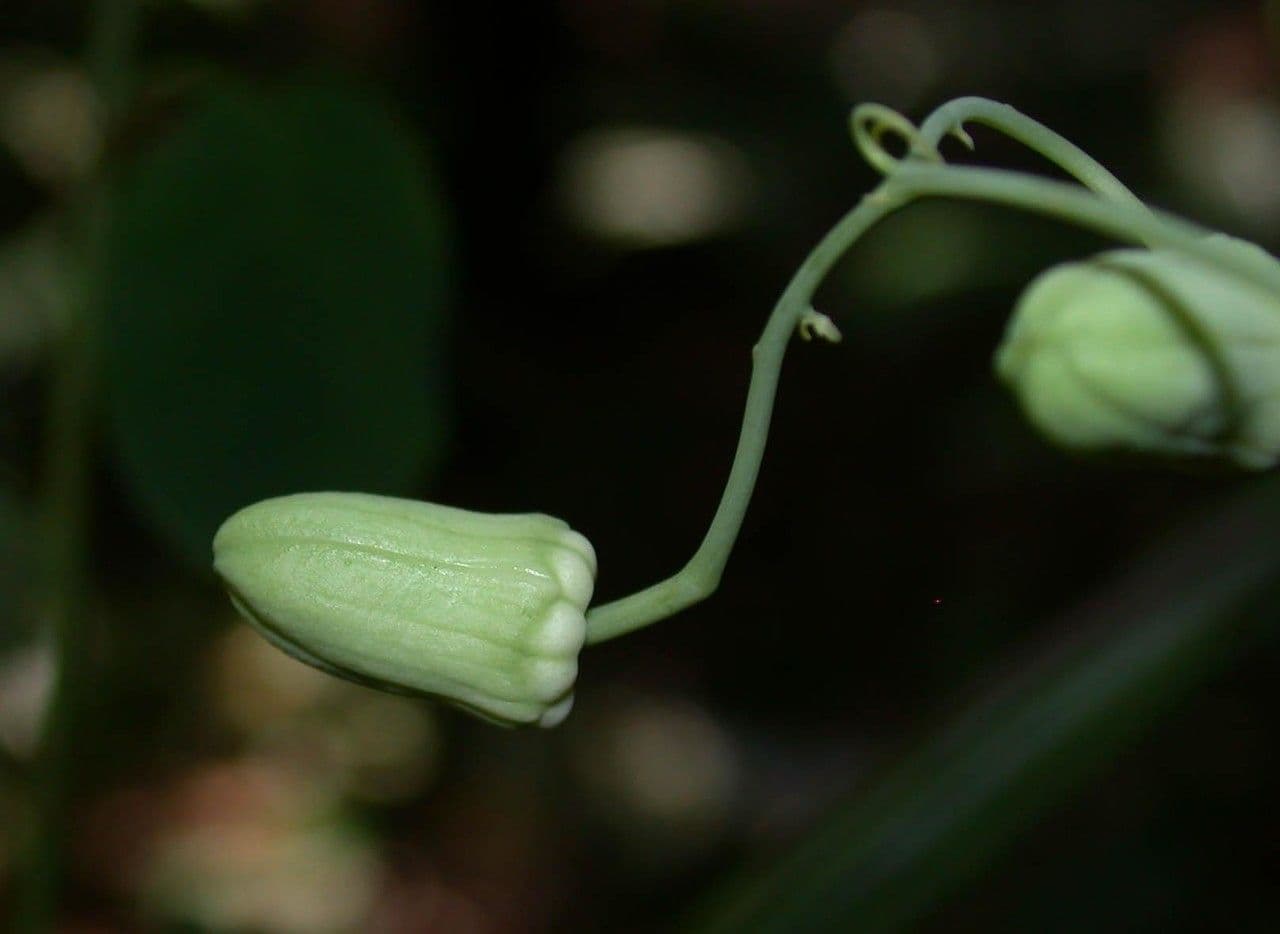Passiflora 4