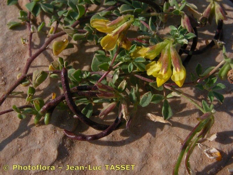 Lotus cytisoides 23