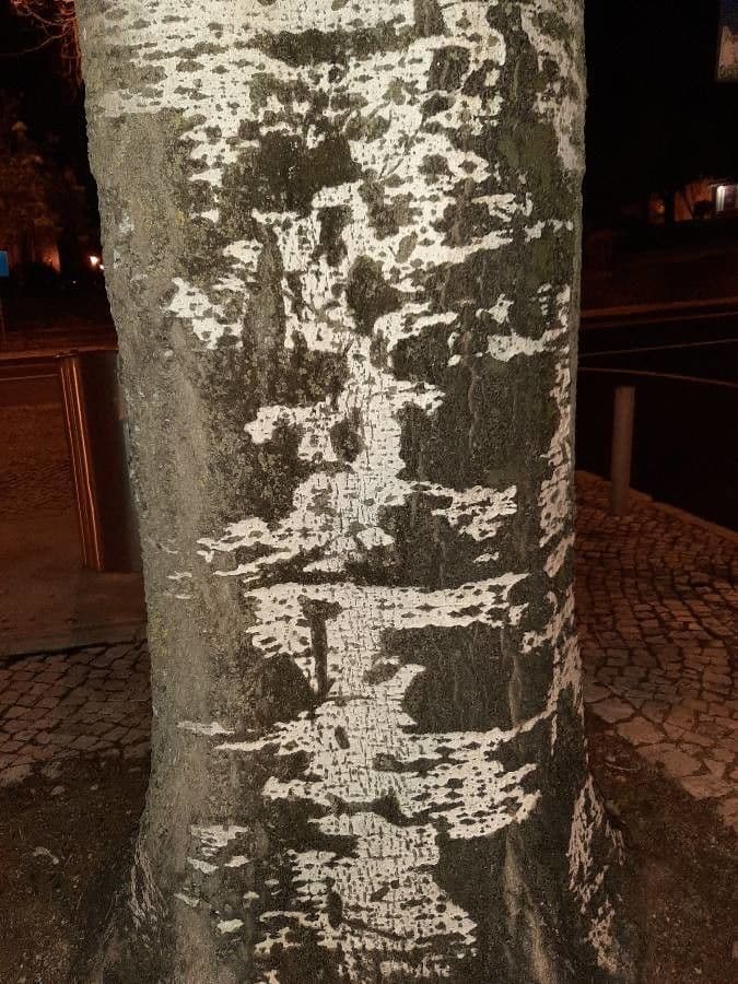 Silberpappel 21
