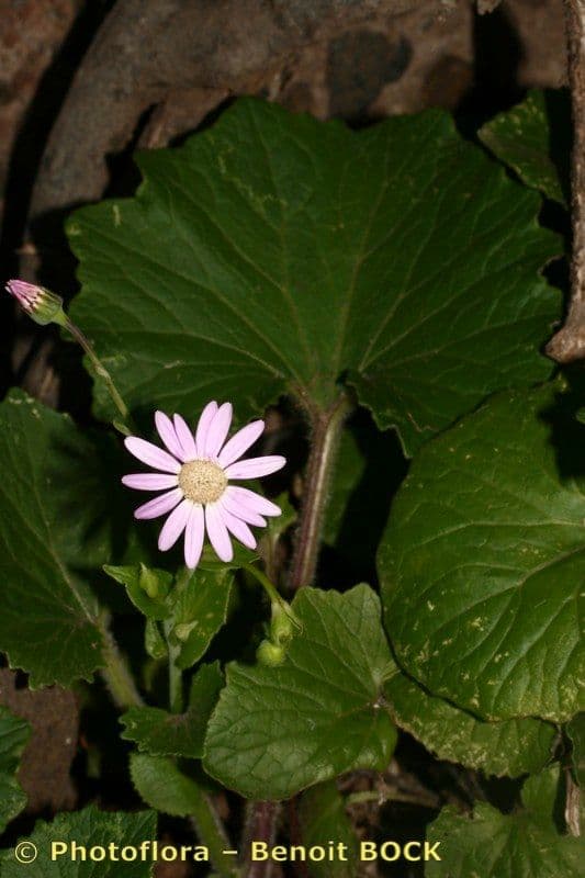 Pericallis 16