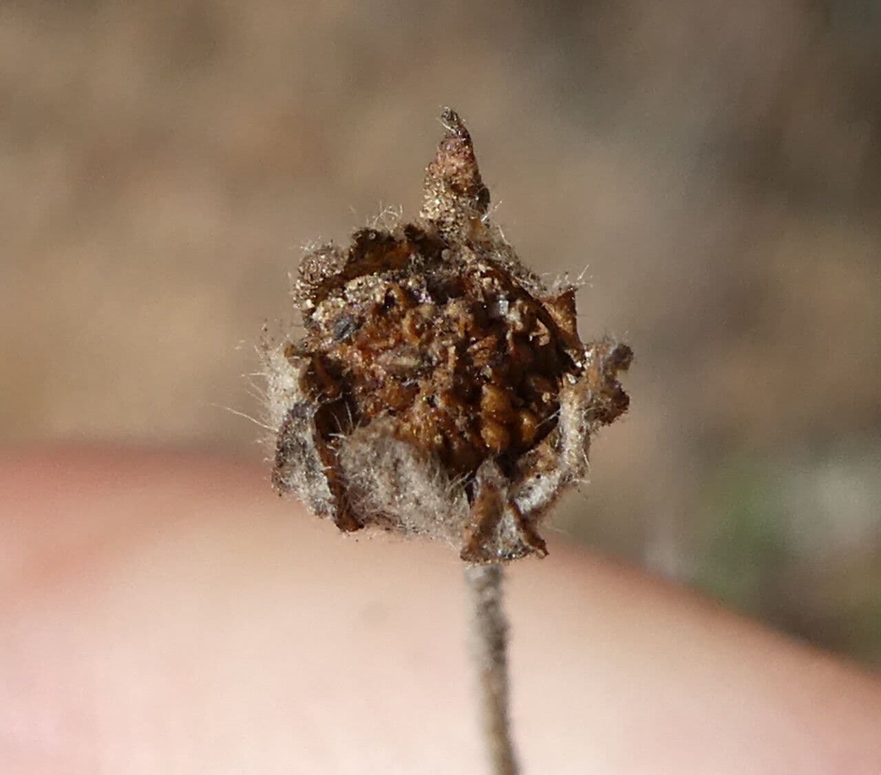 Cinquefoglie argentea 3