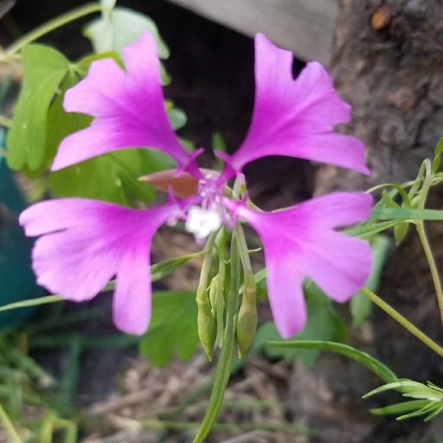 Schöne Clarkia 2
