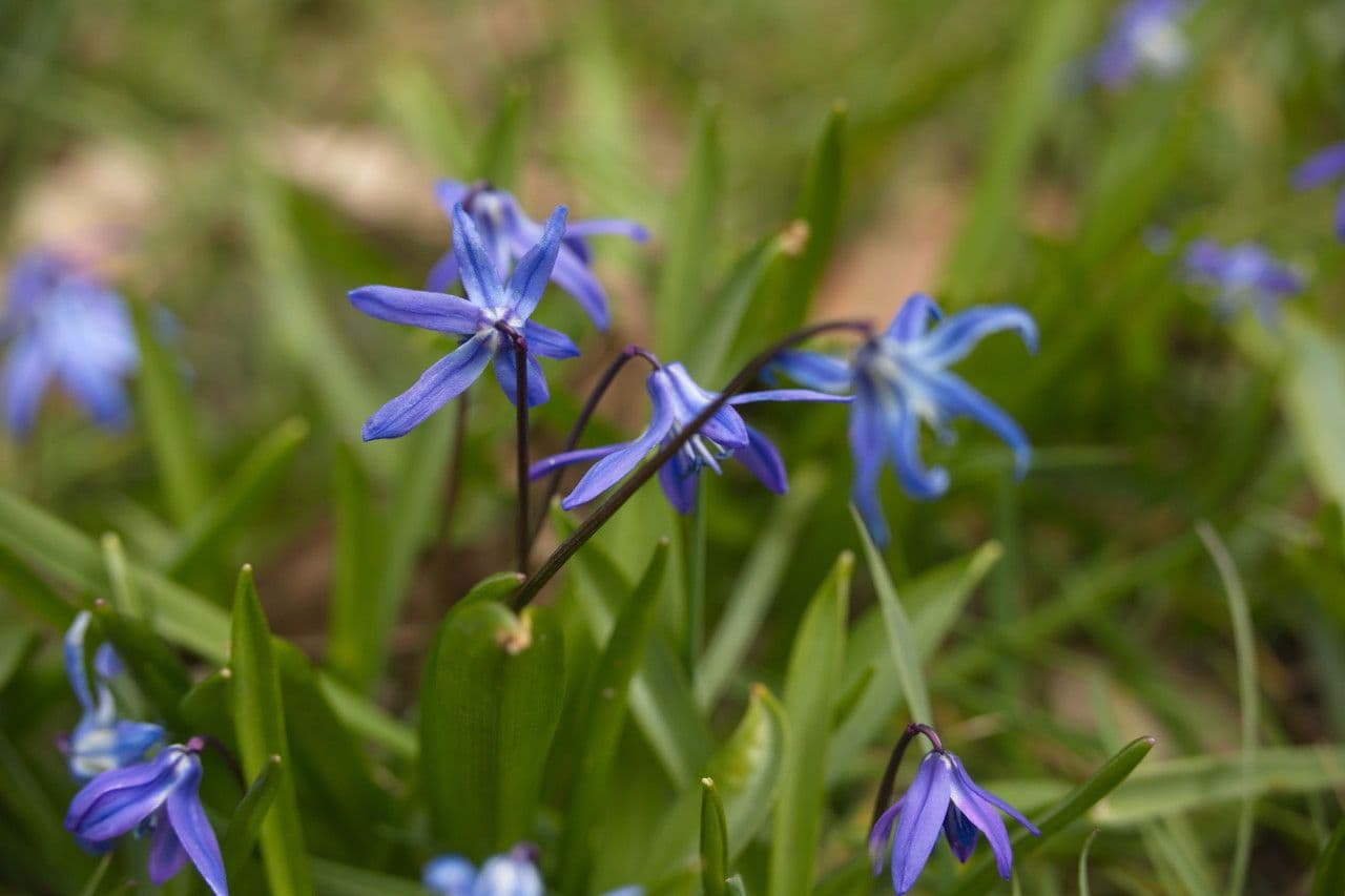 Scilla siberica 13