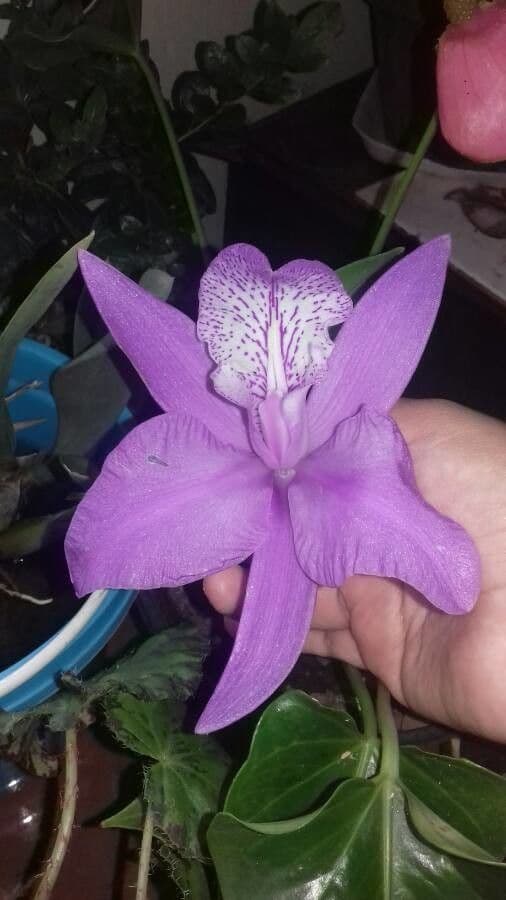 Laelia magnifica 7