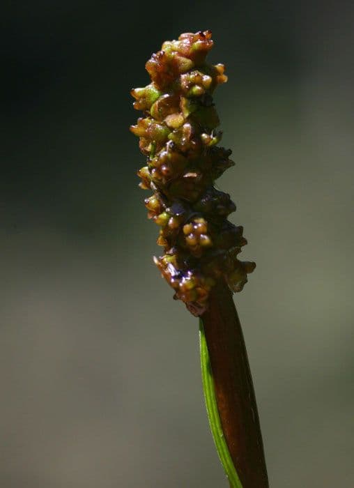 Brasca nodosa 3