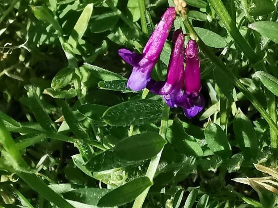 Vesce à une fleur 8