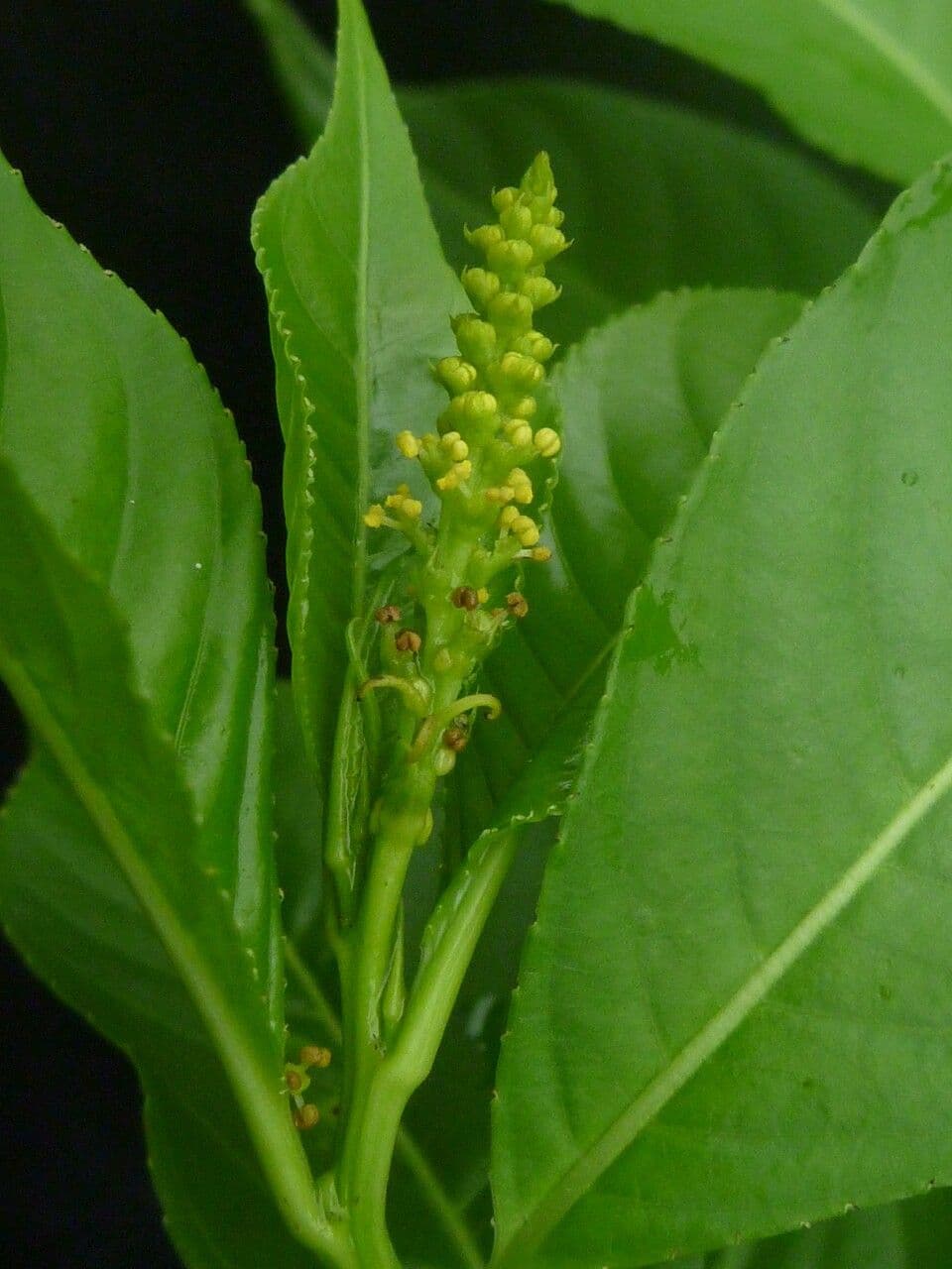 Excoecaria 2