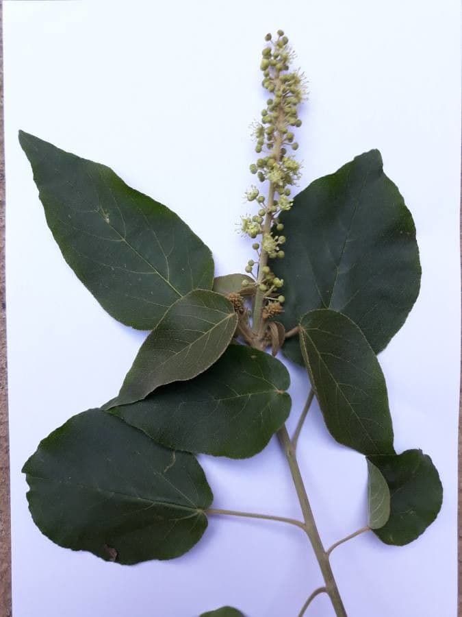 Croton