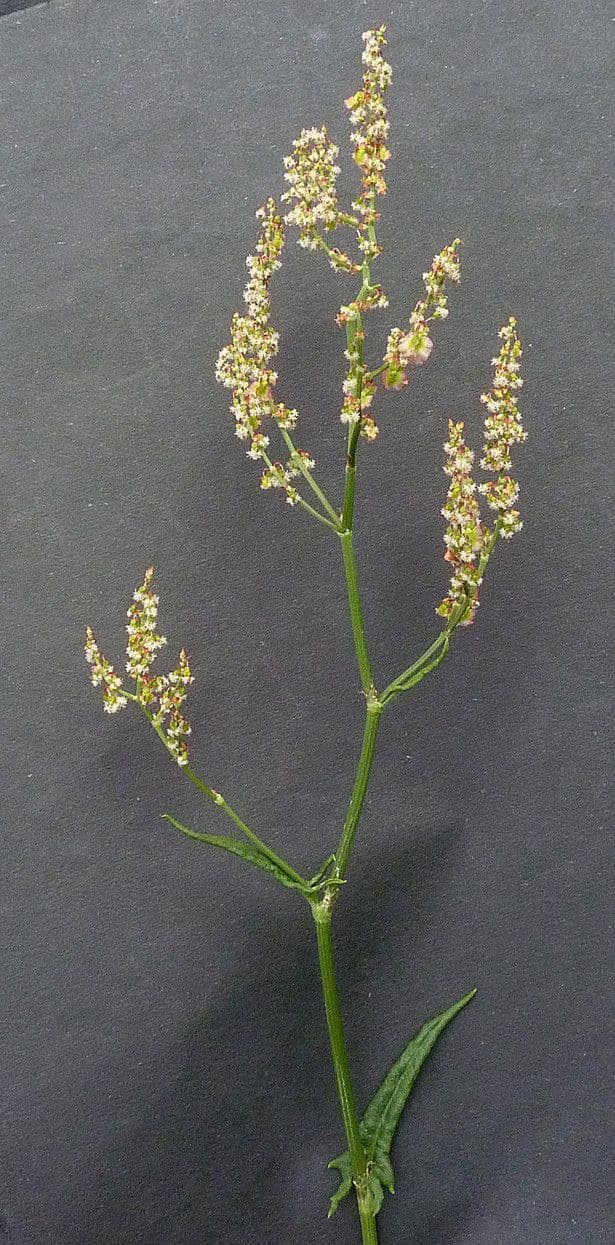 Rumex 28