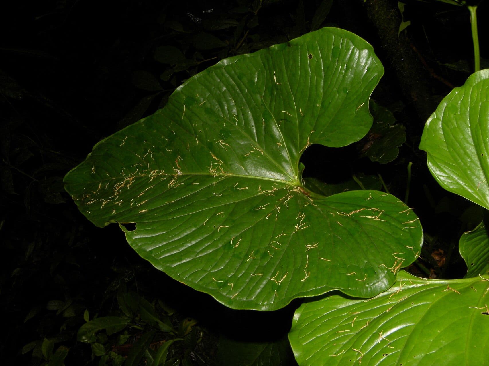 Anthurium 3