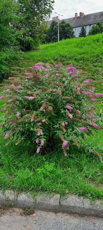 Buddleja di David 27