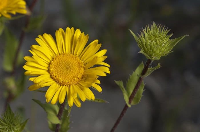Raues Grindelia