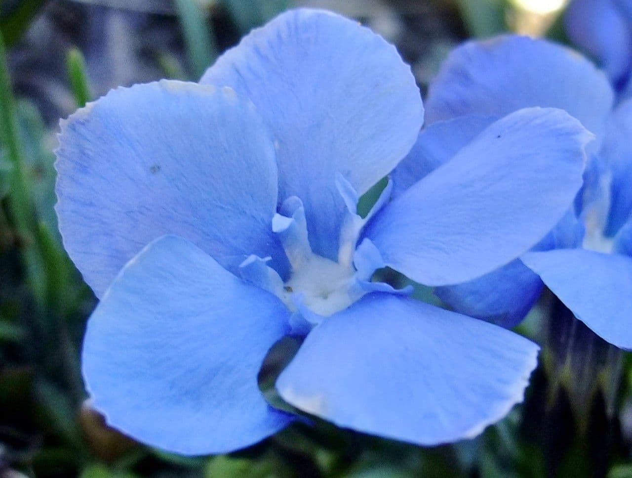 Genziana minore 2