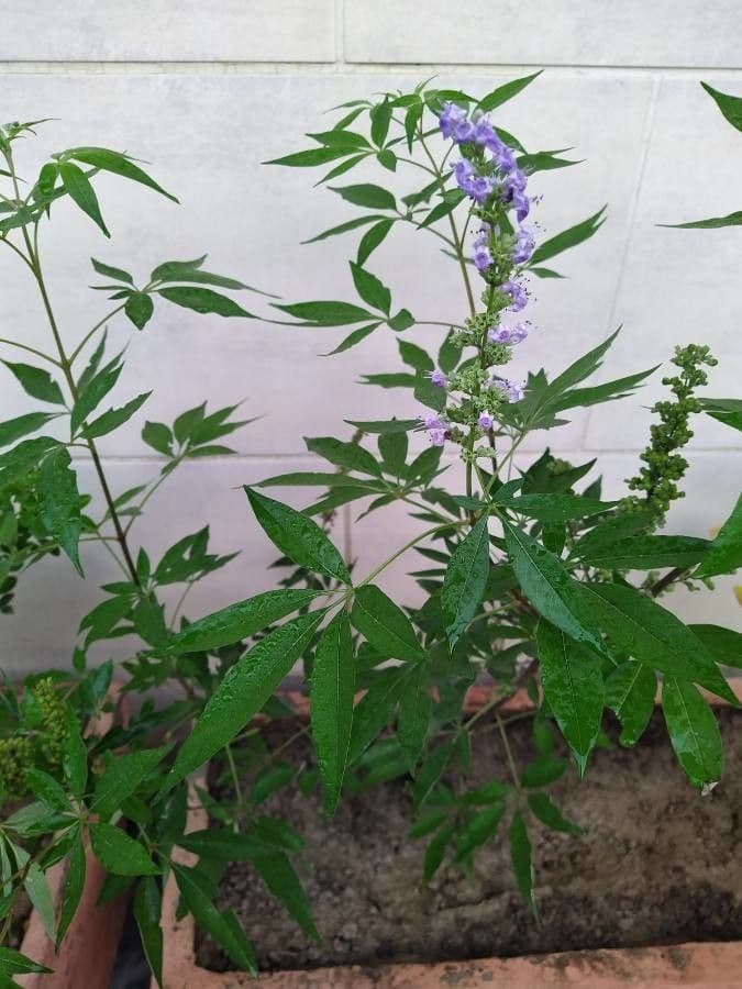 Vitex 16