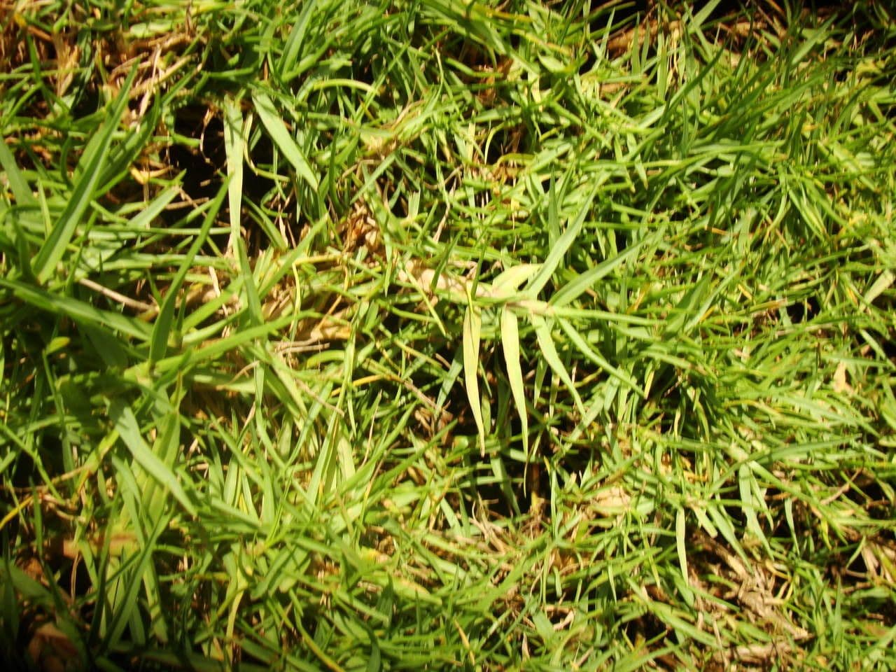 Pasożyt 6