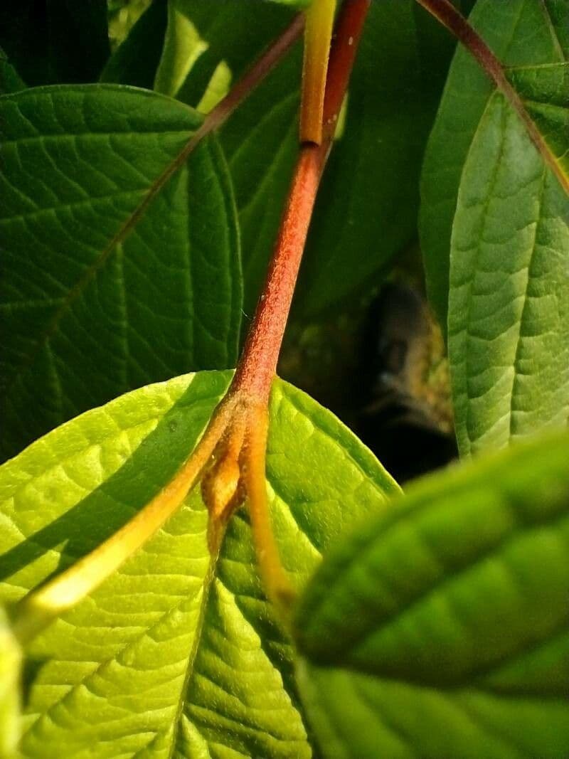 Svída výběžkatá 27